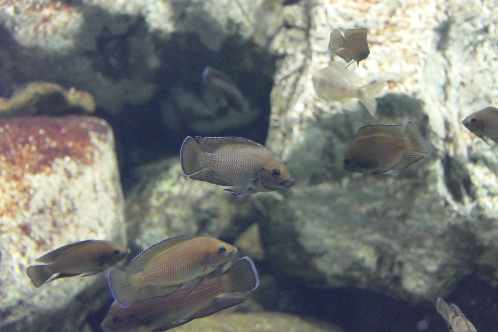 Moore's Lamprologus	(Variabilichromis moorii) - Lake Biwa Museum