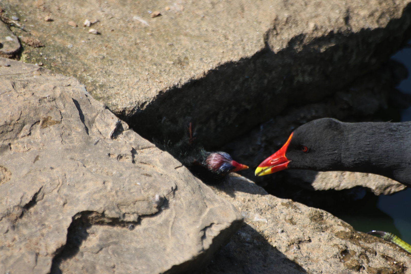 Moorhen and Chick