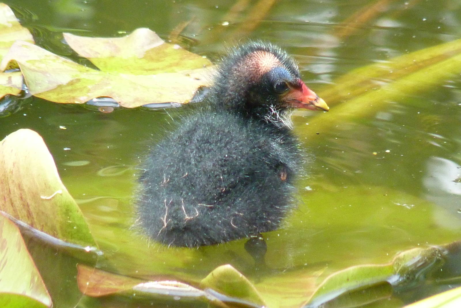 Moorhen chick, 8 July 2015