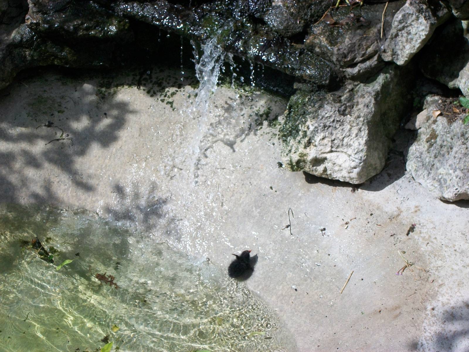 Moorhen chick climbing out of Penguin Pool, 5th July 2014