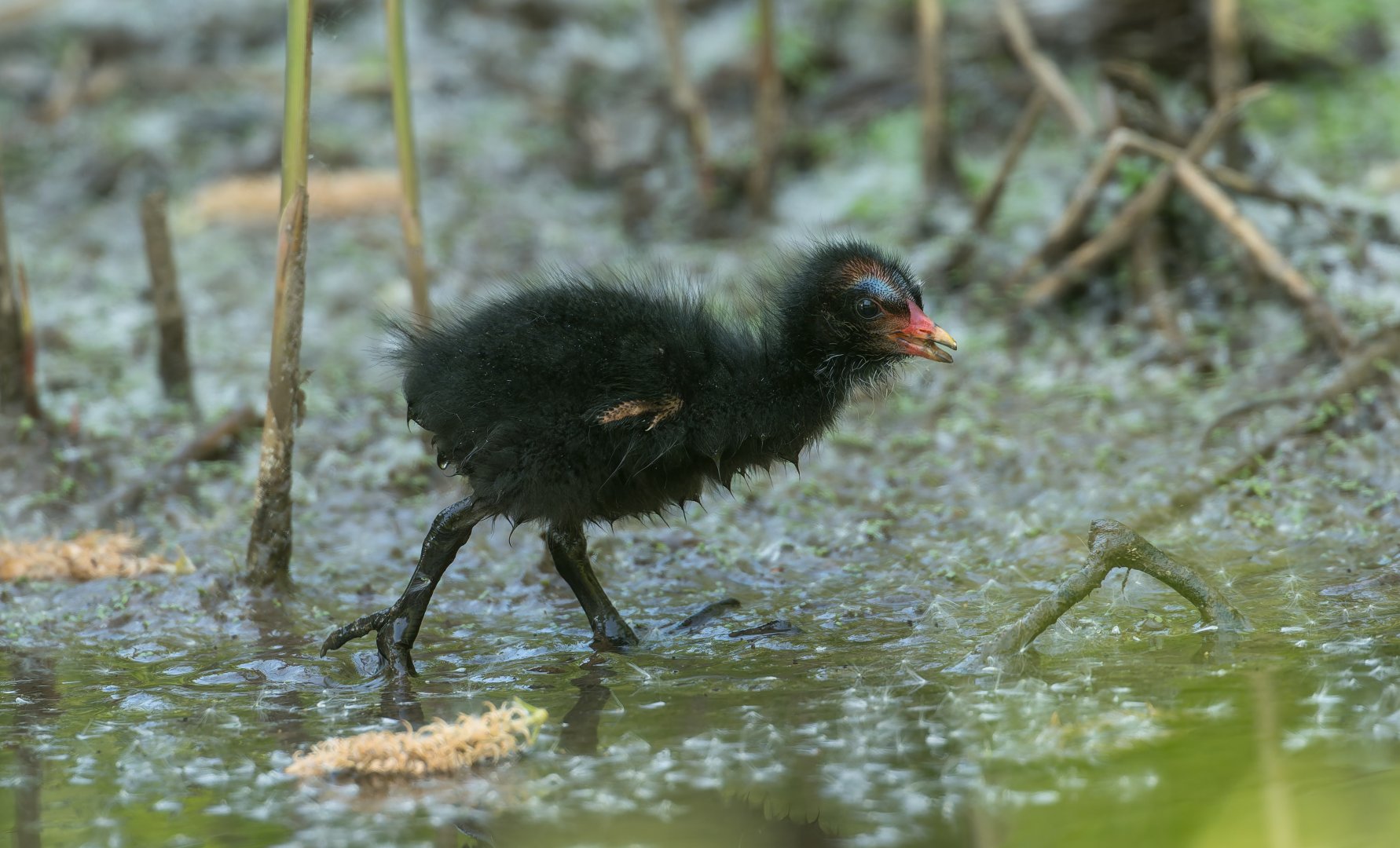 Moorhen chick (wild) UK