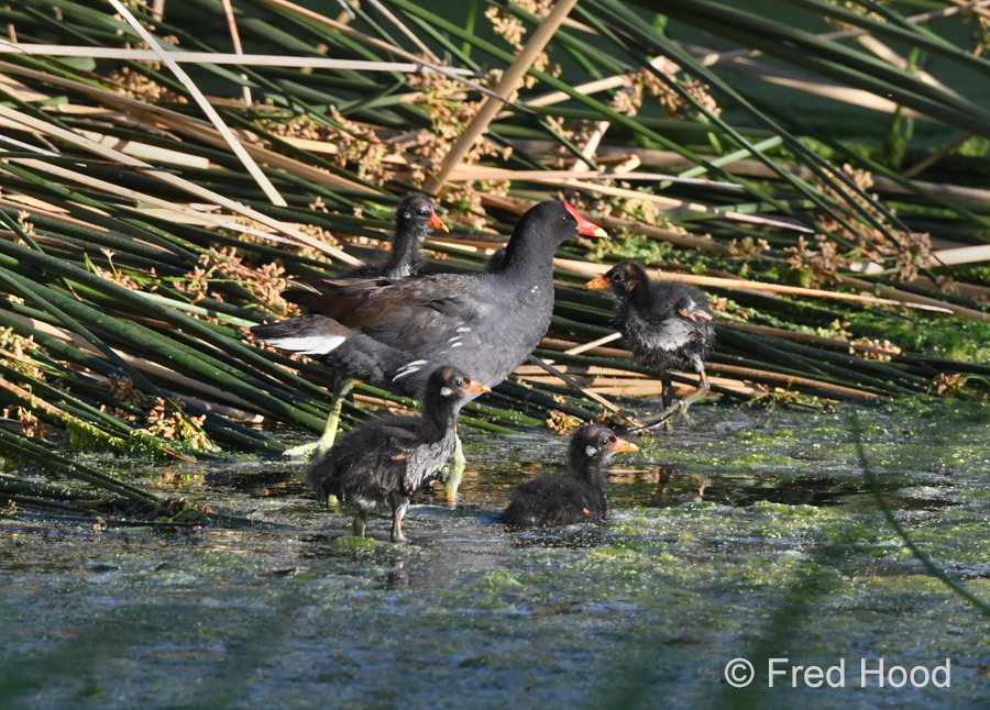 moorhen family