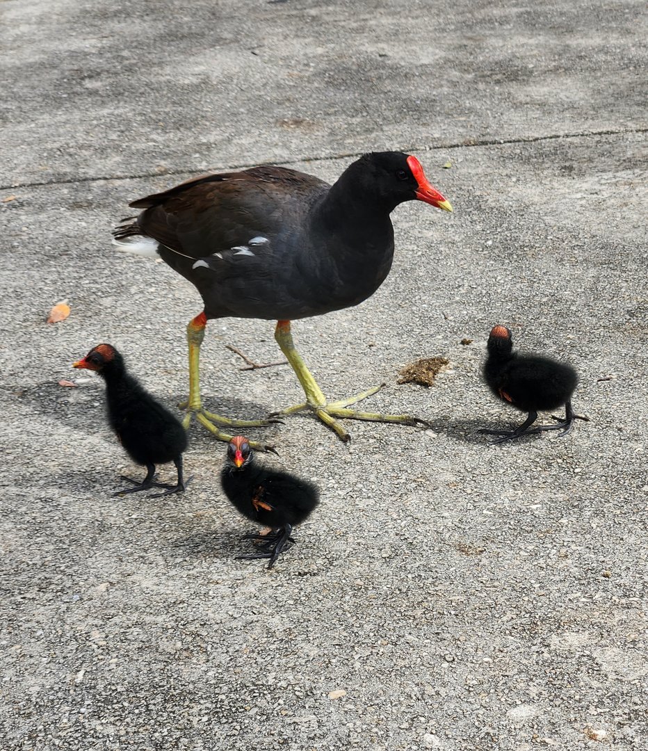 Moorhen/Gallinule chicks