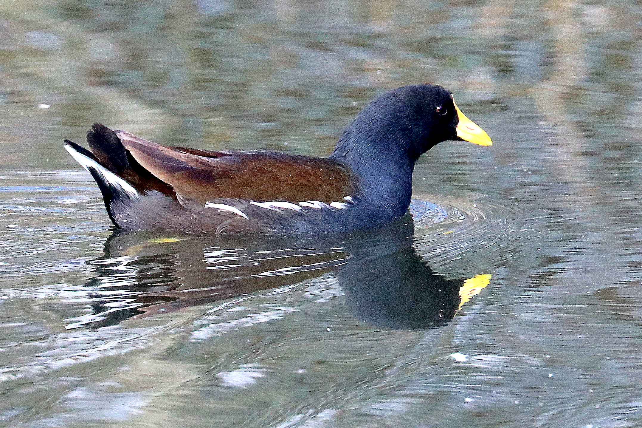 Moorhen (unusual yellow beak); Barnes; 13th March 2020