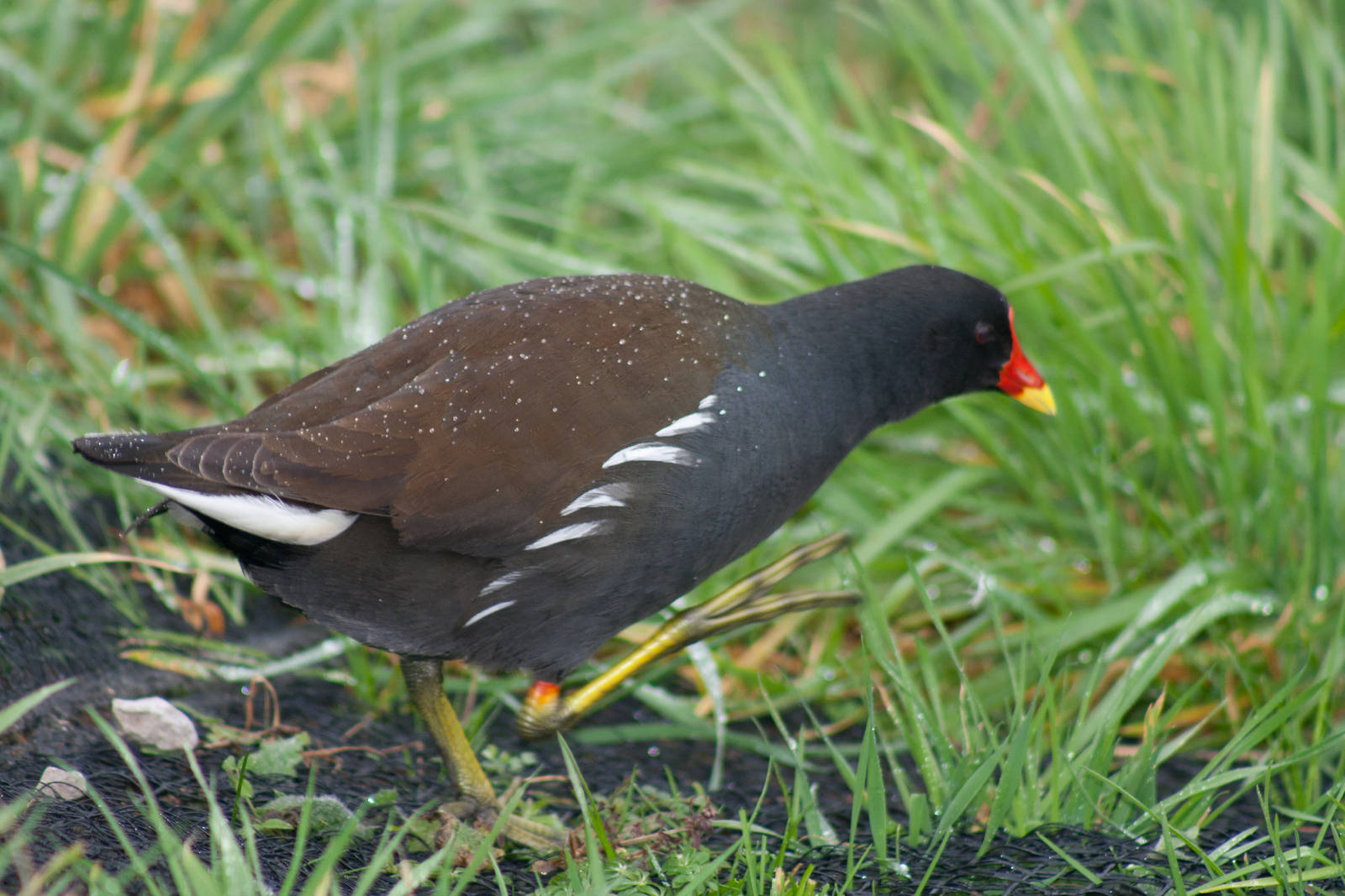 Moorhen
