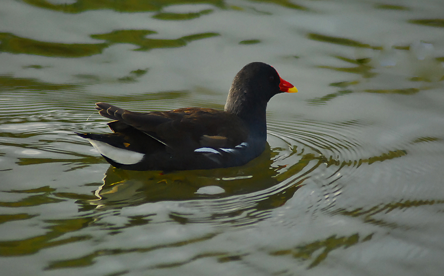 moorhen
