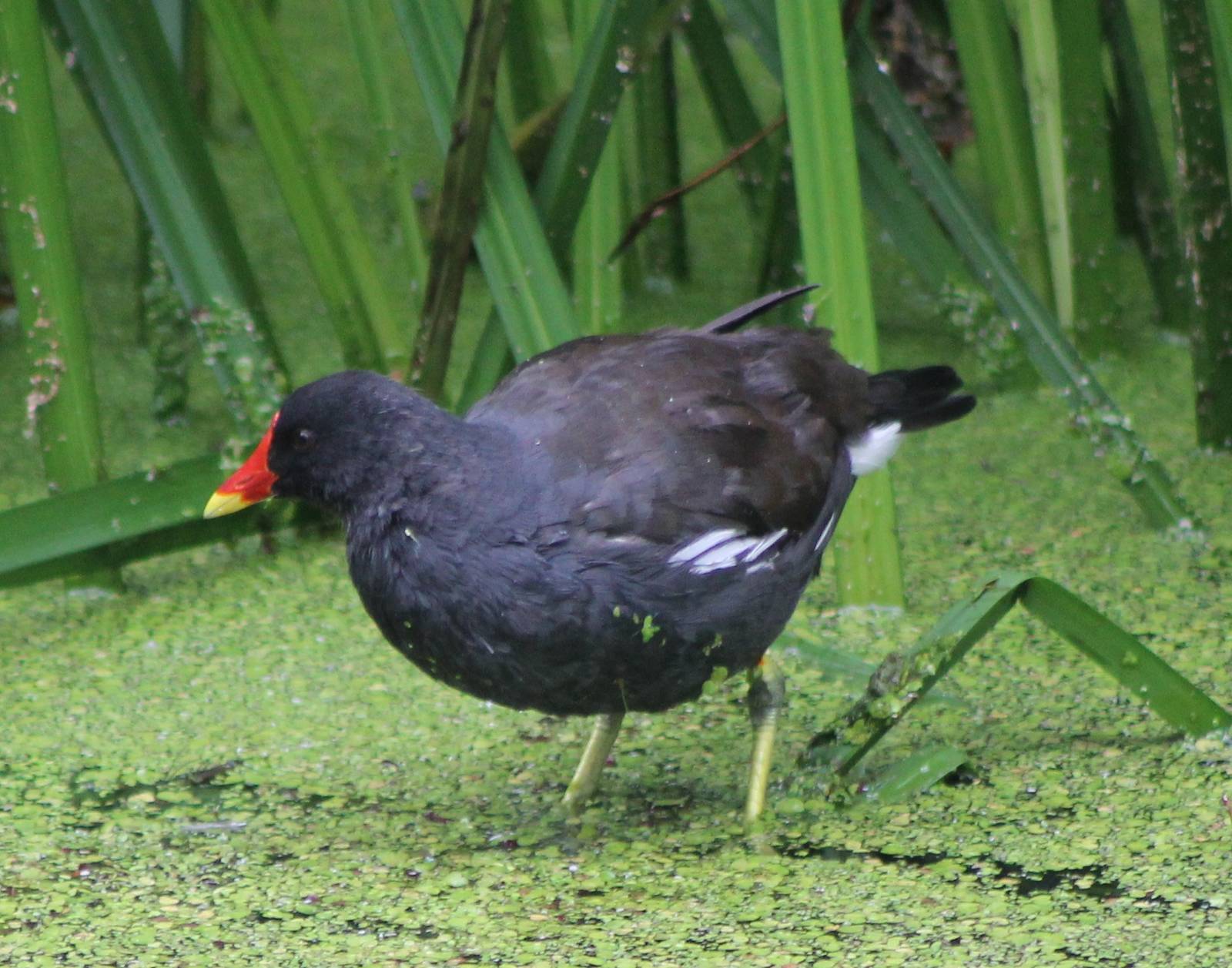 moorhen