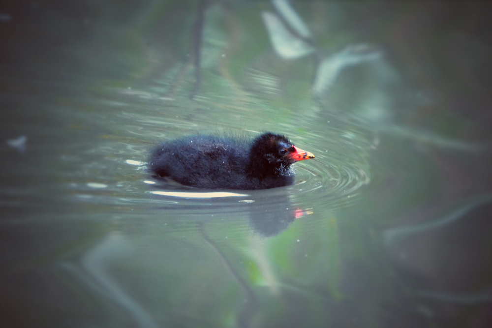 moorhen
