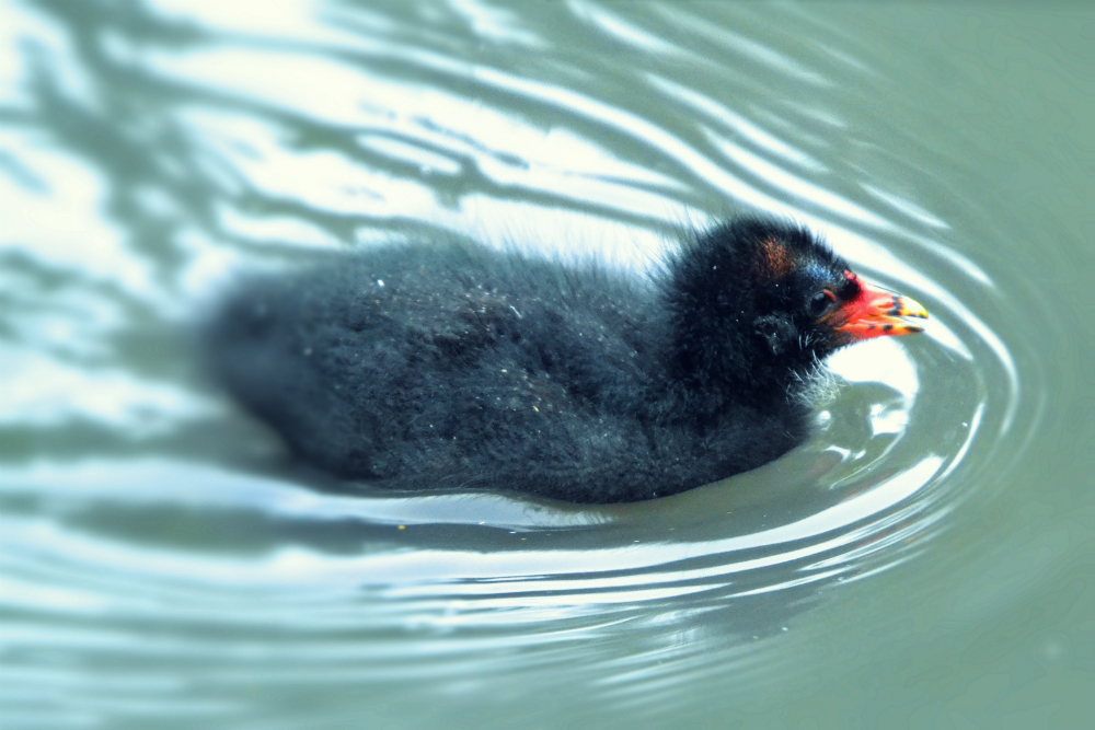 moorhen