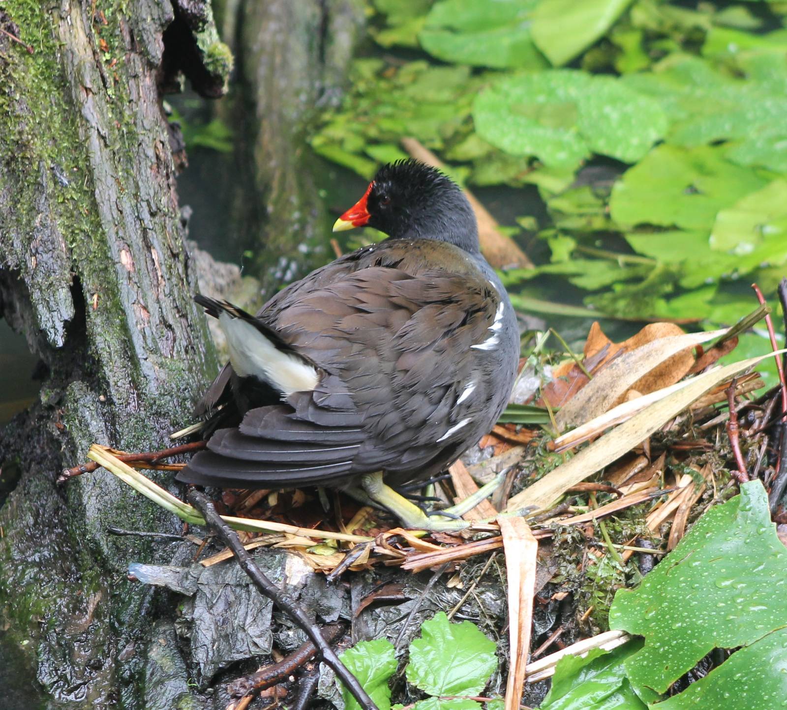 Moorhen