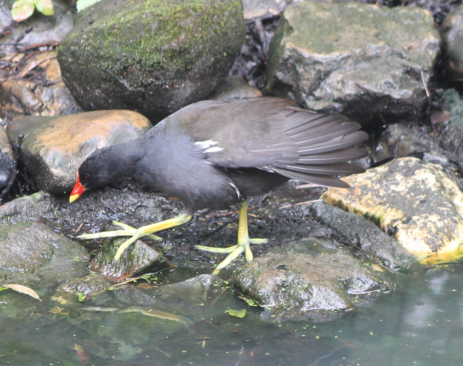 Moorhen