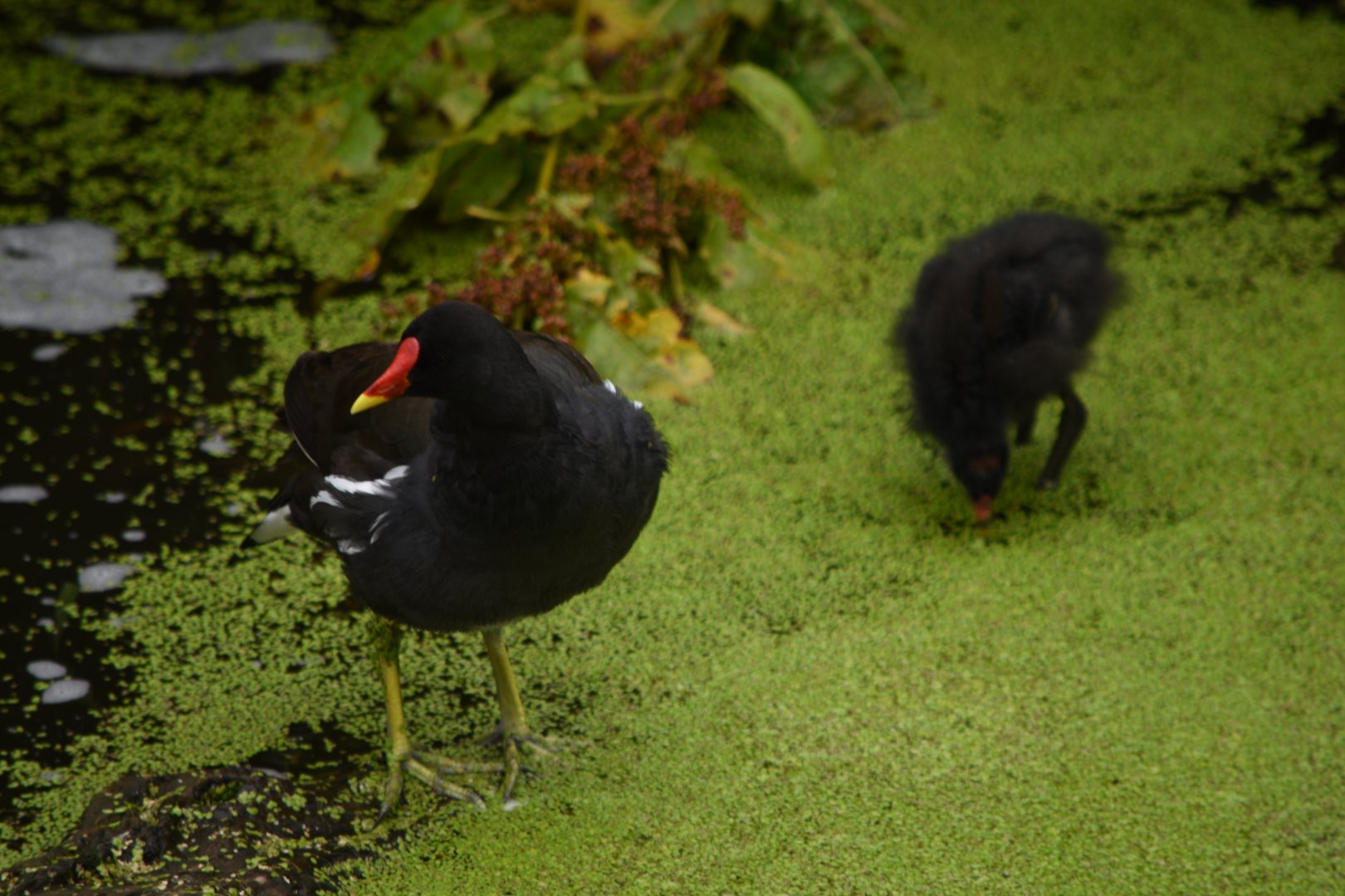 Moorhens - 08/07/20