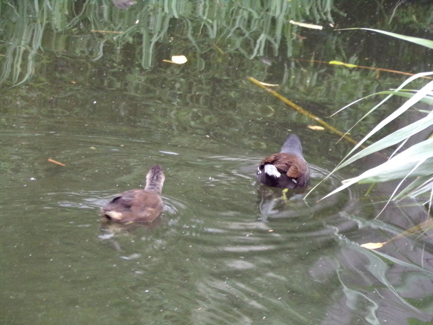 Moorhens in chimpanzee moat in the evening 22.7.23