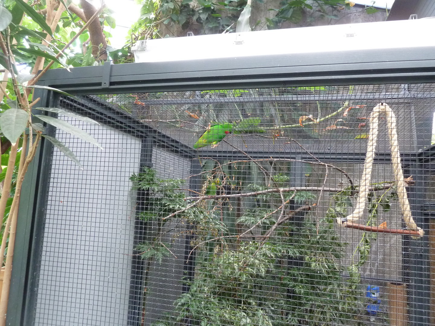 Moorish Bathhouse - Blue-crowned hanging parrot