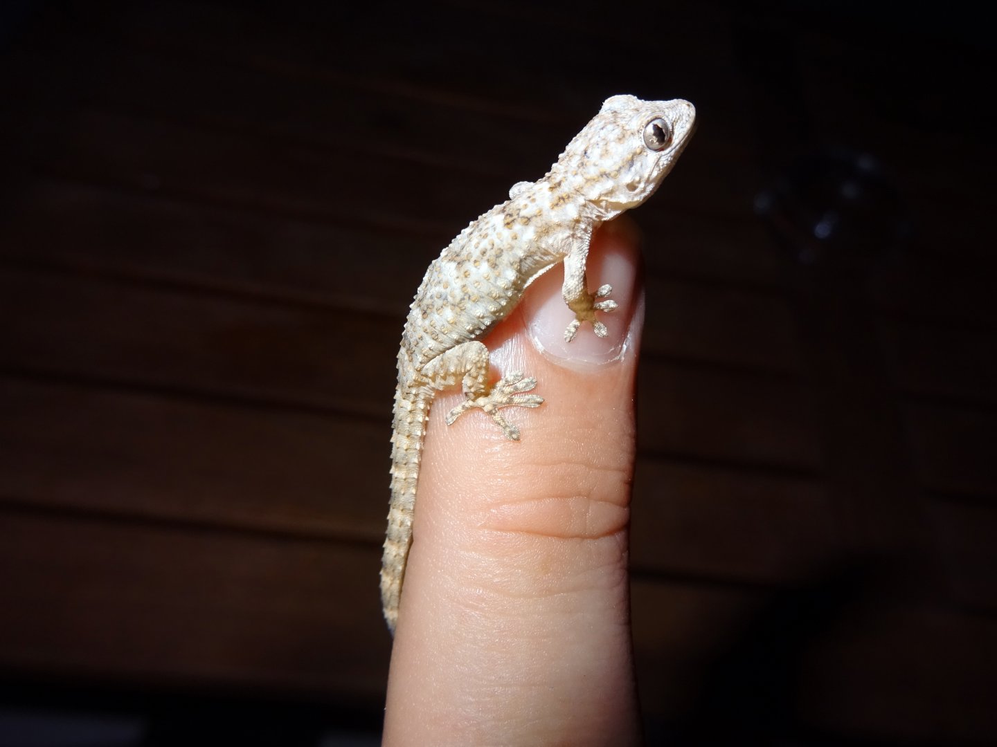 Moorish Gecko