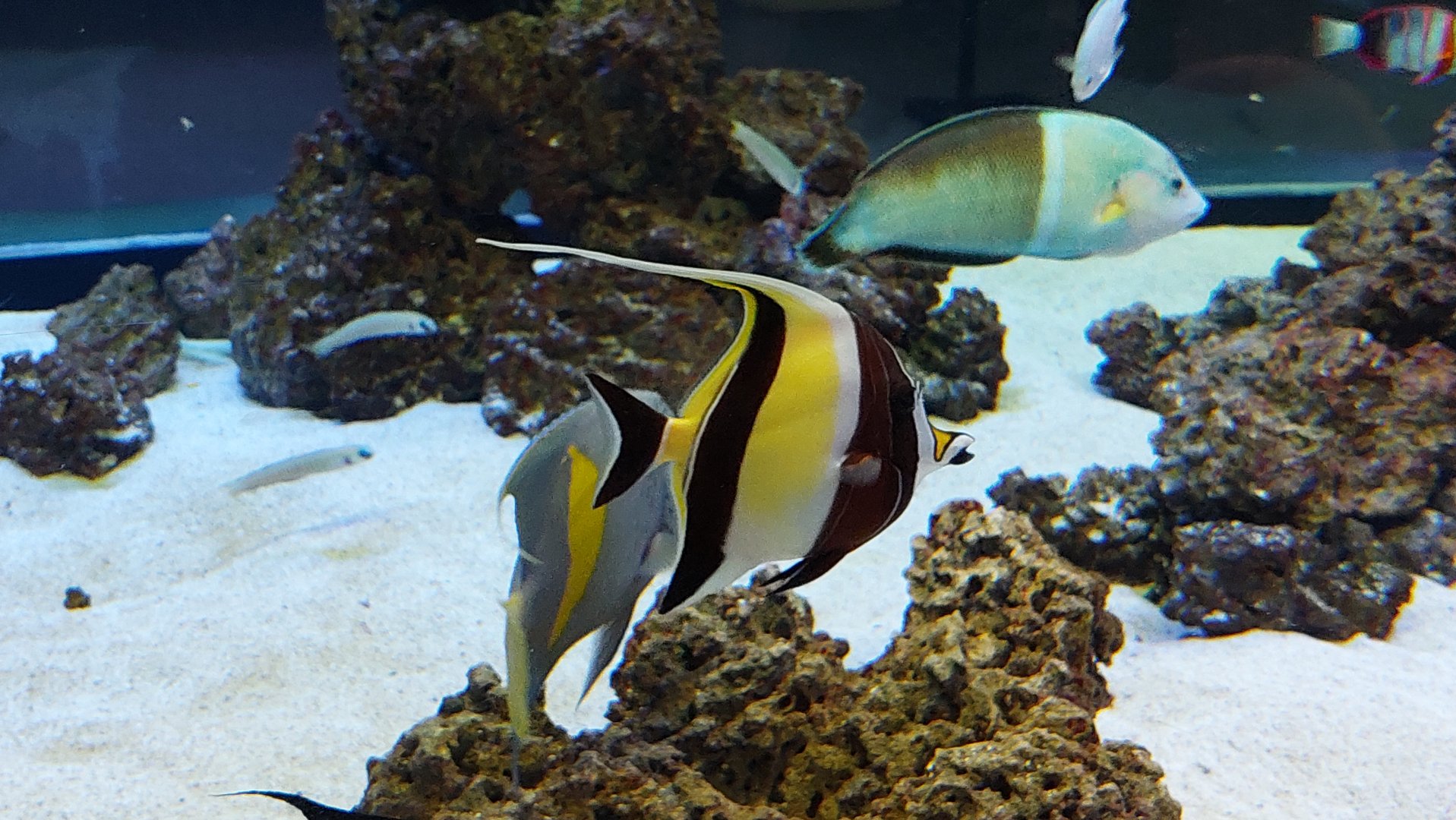 Moorish Idol and Clown Wrasse
