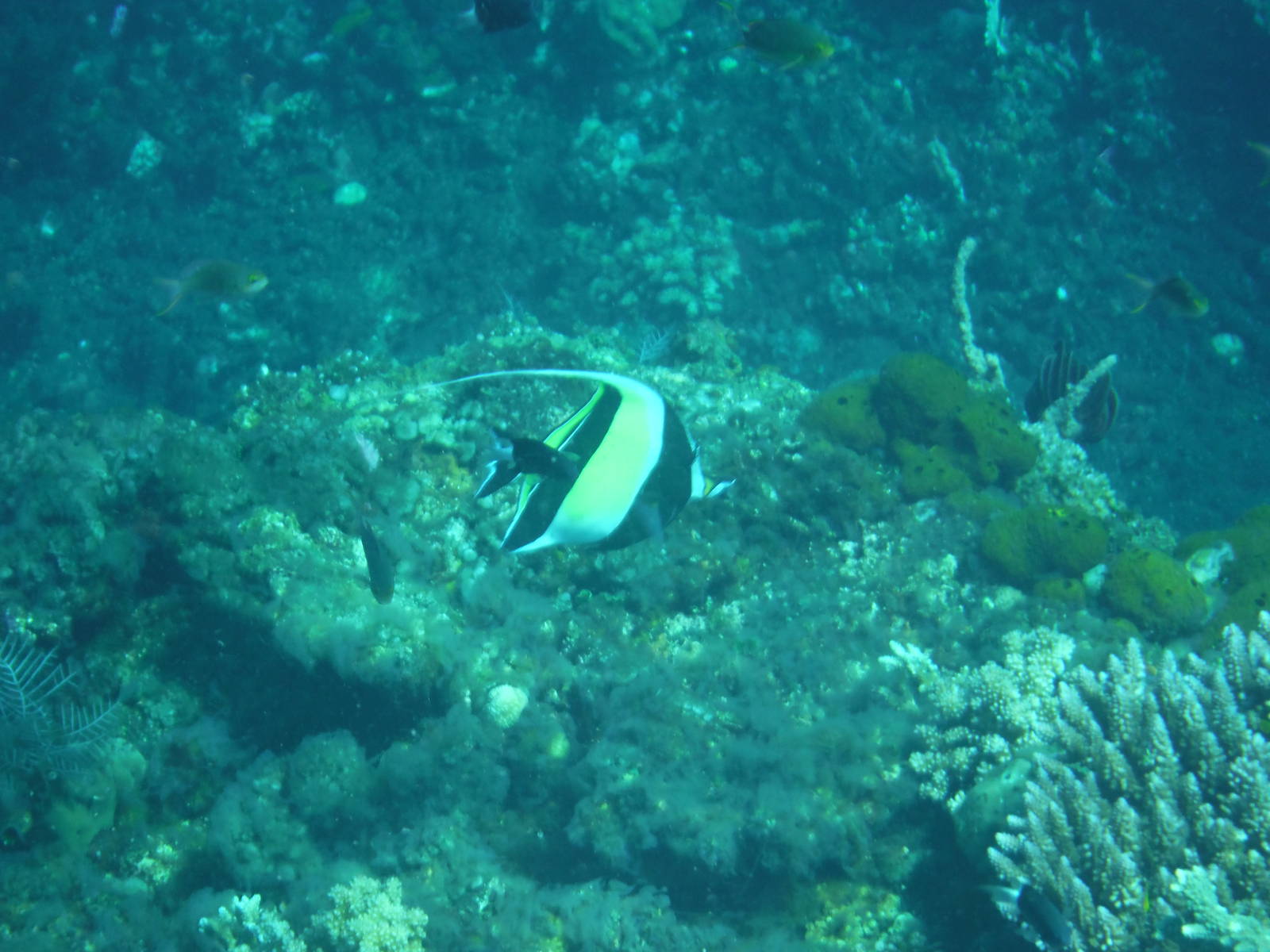 Moorish Idol - Bali