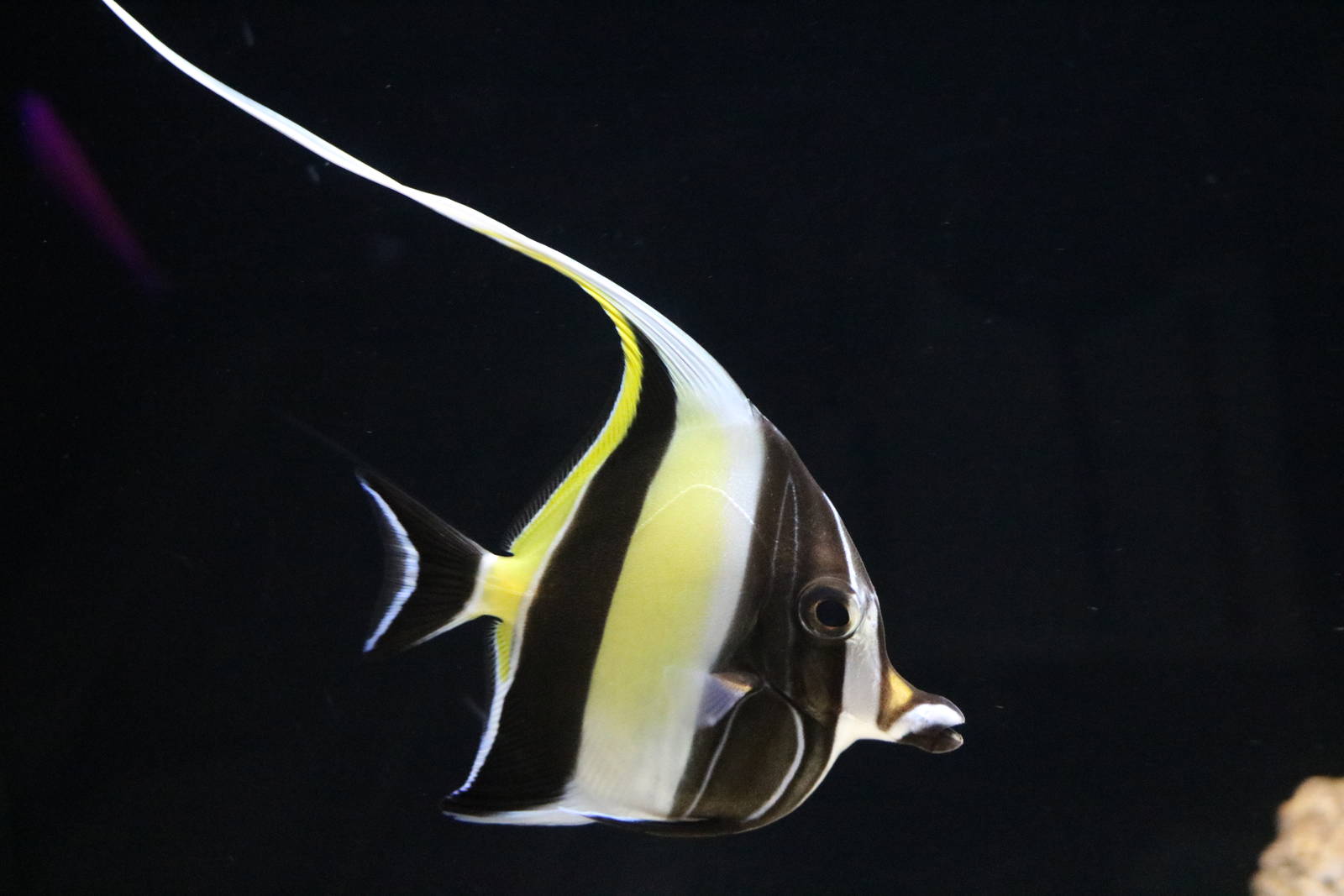 Moorish idol - EPSON Aqua Park, February 2016
