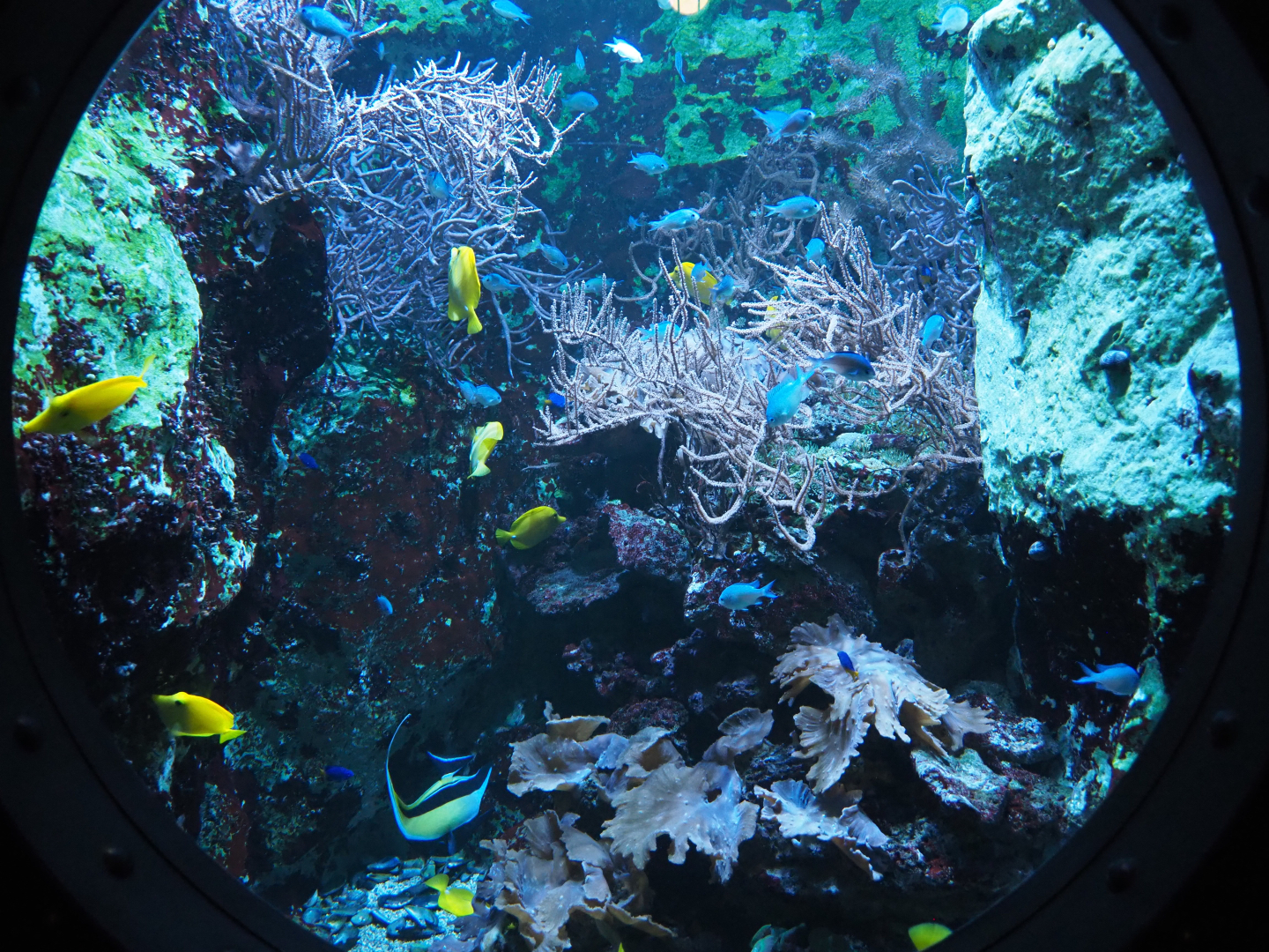 Moorish idol, Yellow tang and Damselfish tank, 2020-09-03