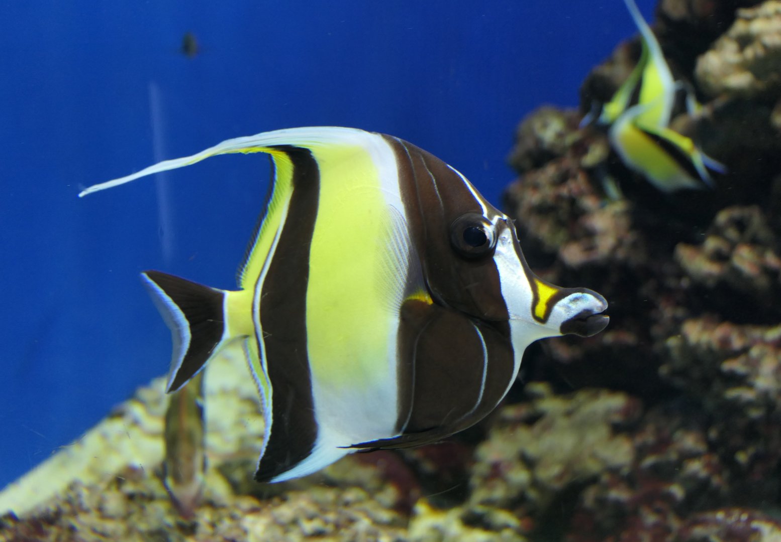 Moorish Idol (Zanclus cinerascens)