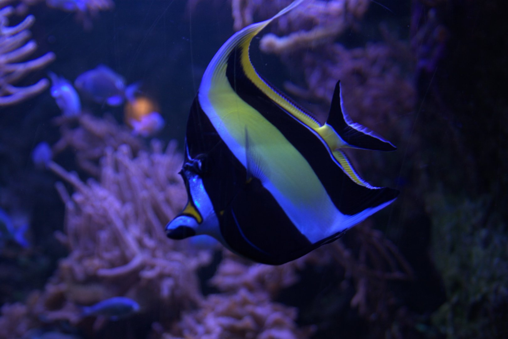 Moorish Idol (Zanclus cornutus), 12-11-25