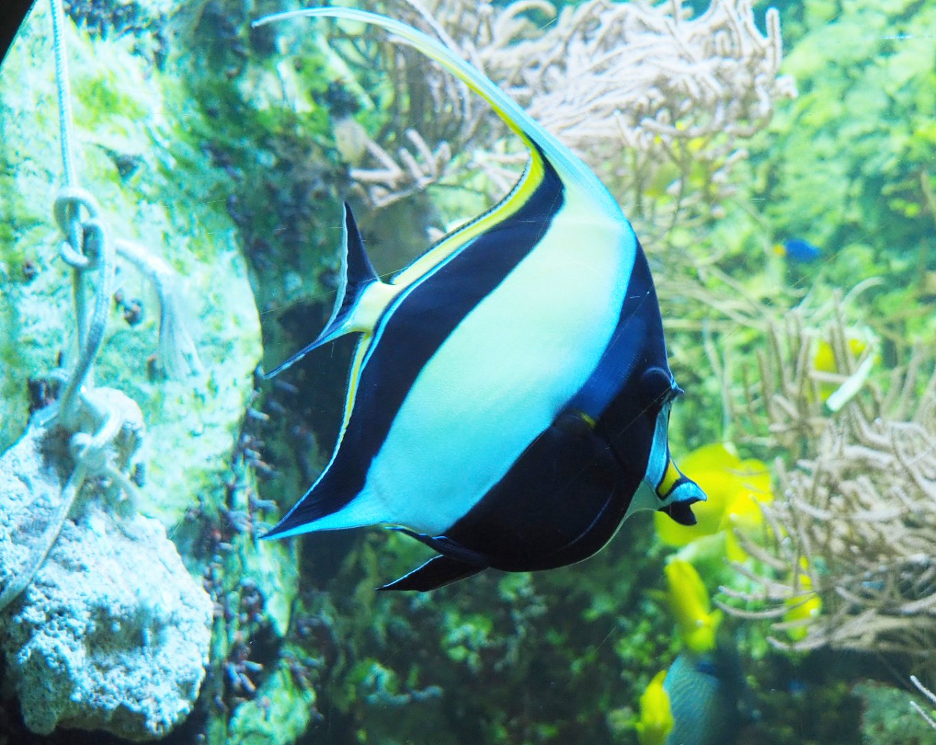Moorish idol (Zanclus cornutus), 2019-10-05