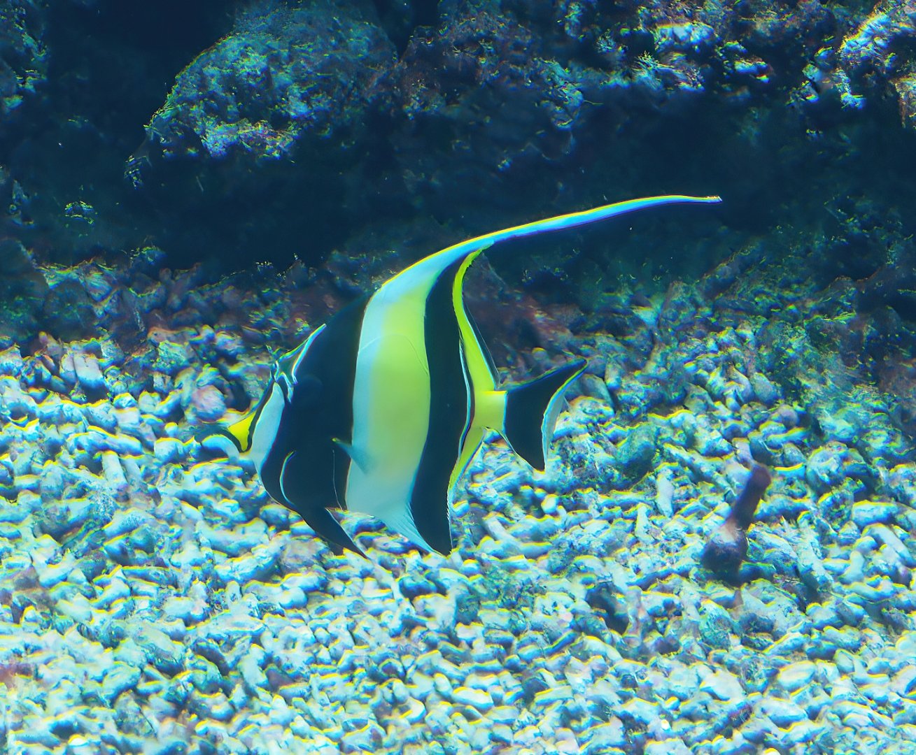 Moorish idol (Zanclus cornutus), 2023-10-07