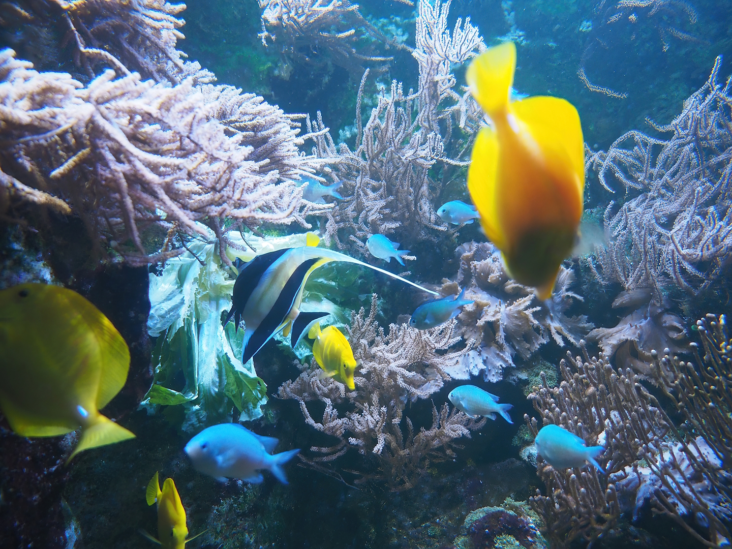 Moorish idol (Zanclus cornutus), Green Chromis (Chromis viridis) and Yellow tang (Zebrasoma flavescens), 2023-10-13