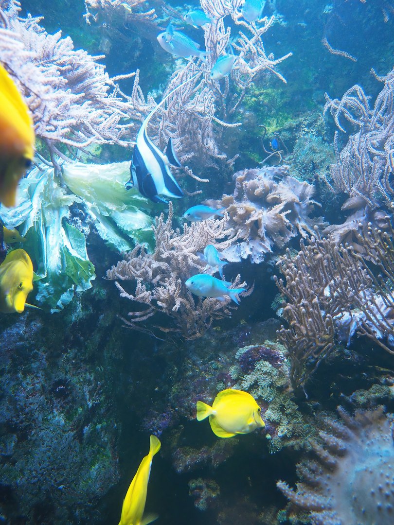 Moorish idol (Zanclus cornutus), Green Chromis (Chromis viridis) and Yellow tang (Zebrasoma flavescens), 2023-10-13