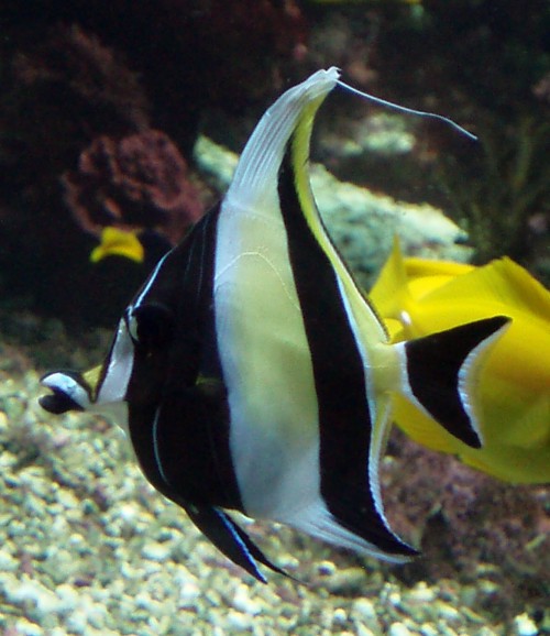 Moorish Idol (Zanclus cornutus)