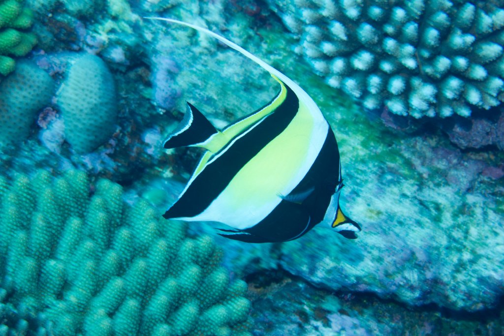 Moorish Idol (Zanclus cornutus)