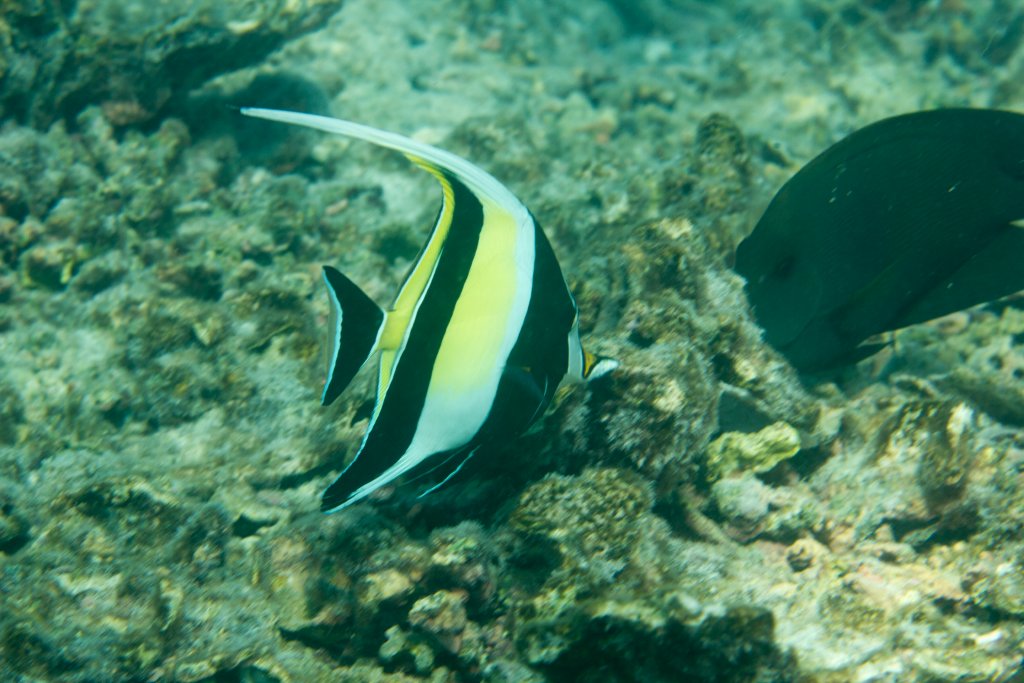 Moorish idol (Zanclus cornutus)