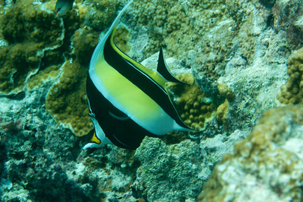 Moorish Idol (Zanclus cornutus)