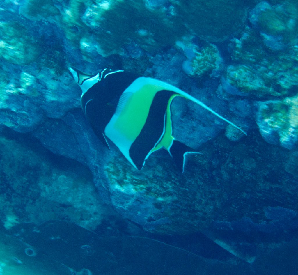 Moorish Idol (Zanclus cornutus)