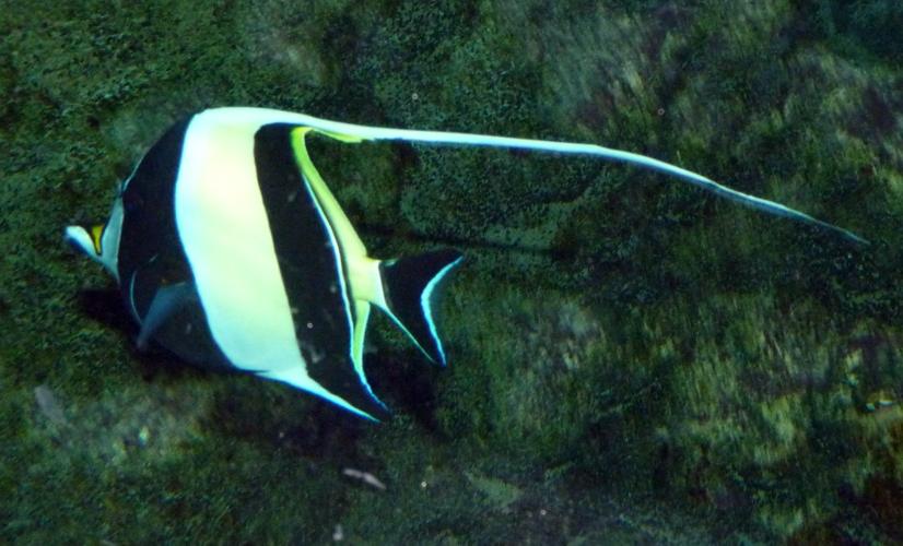 Moorish idol (Zanclus cornutus)