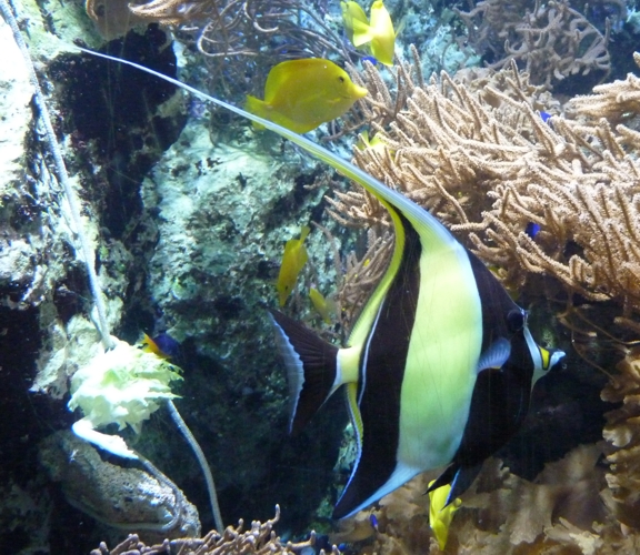 Moorish idol (Zanclus cornutus)
