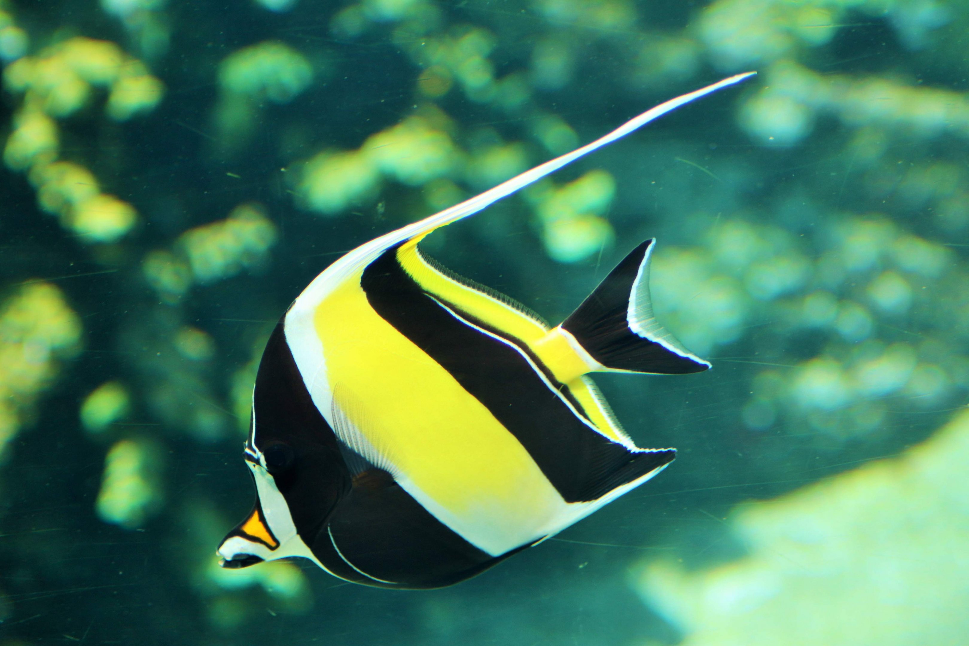 Moorish Idol (Zanclus cornutus)
