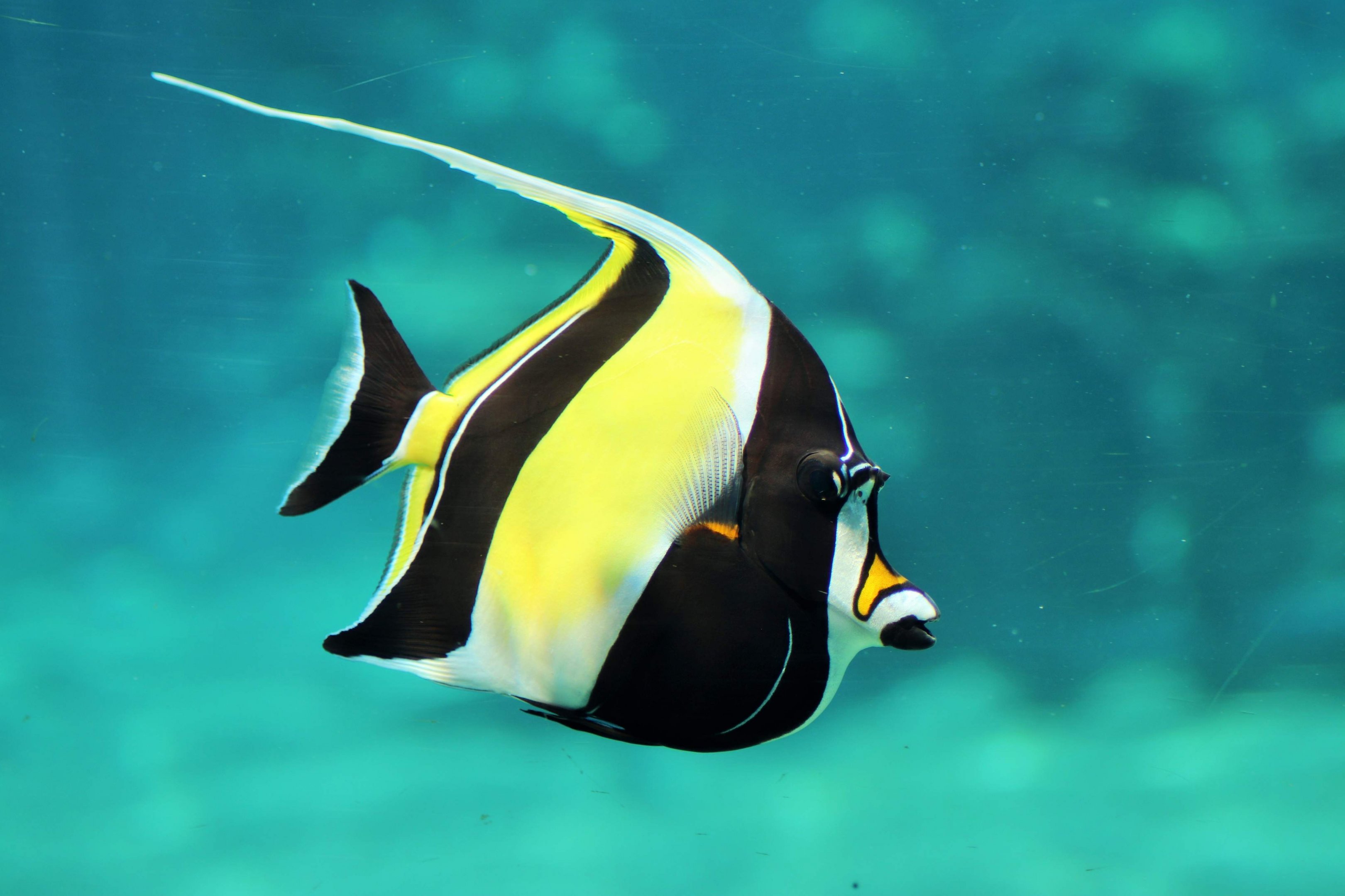 Moorish Idol (Zanclus cornutus)
