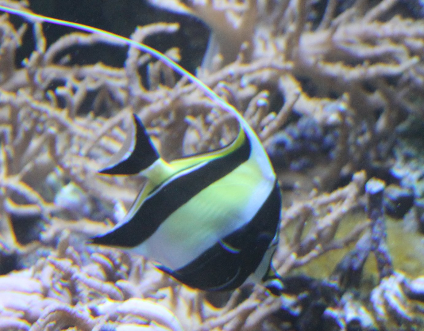 Moorish idol - Zanclus cornutus