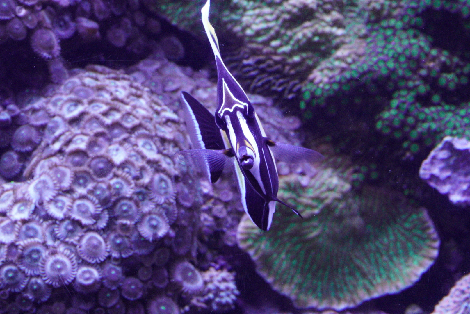 Moorish Idol (Zanclus cornutus)
