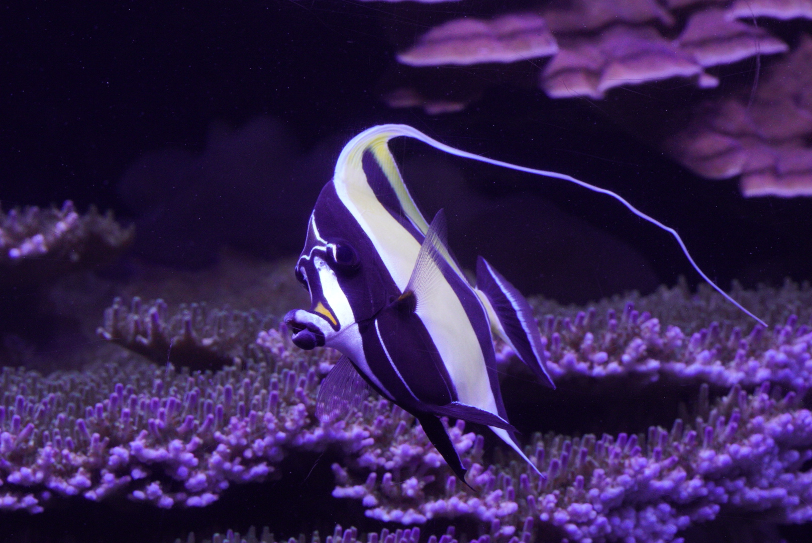 Moorish idol (Zanclus cornutus)