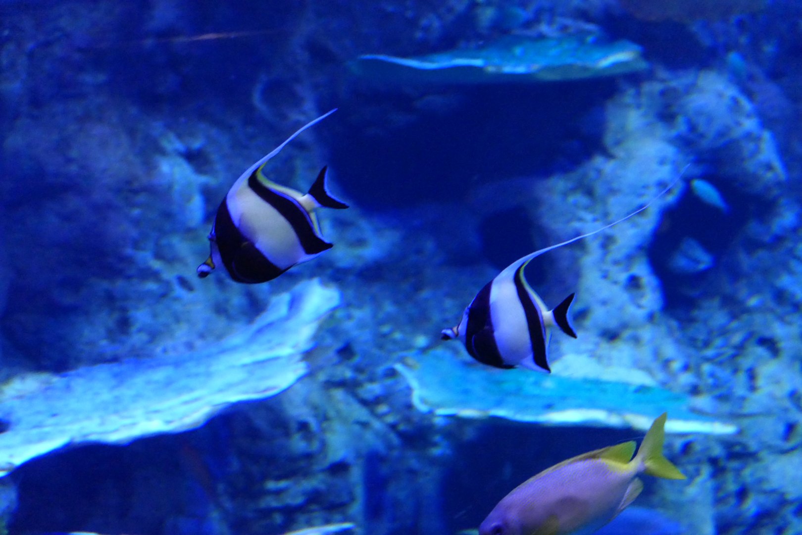 Moorish Idol (Zanclus cornutus)