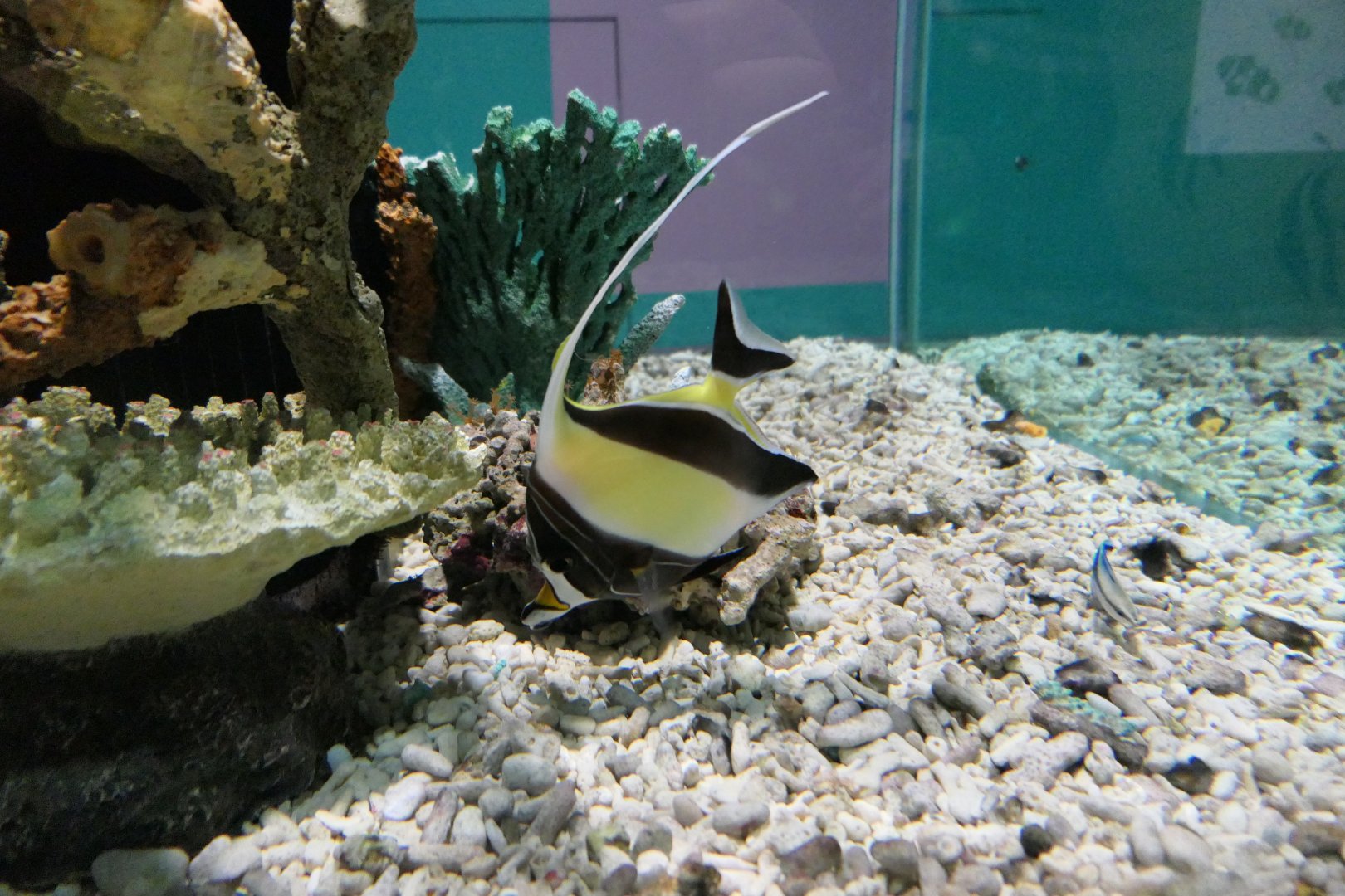 Moorish Idol (Zanclus cornutus)