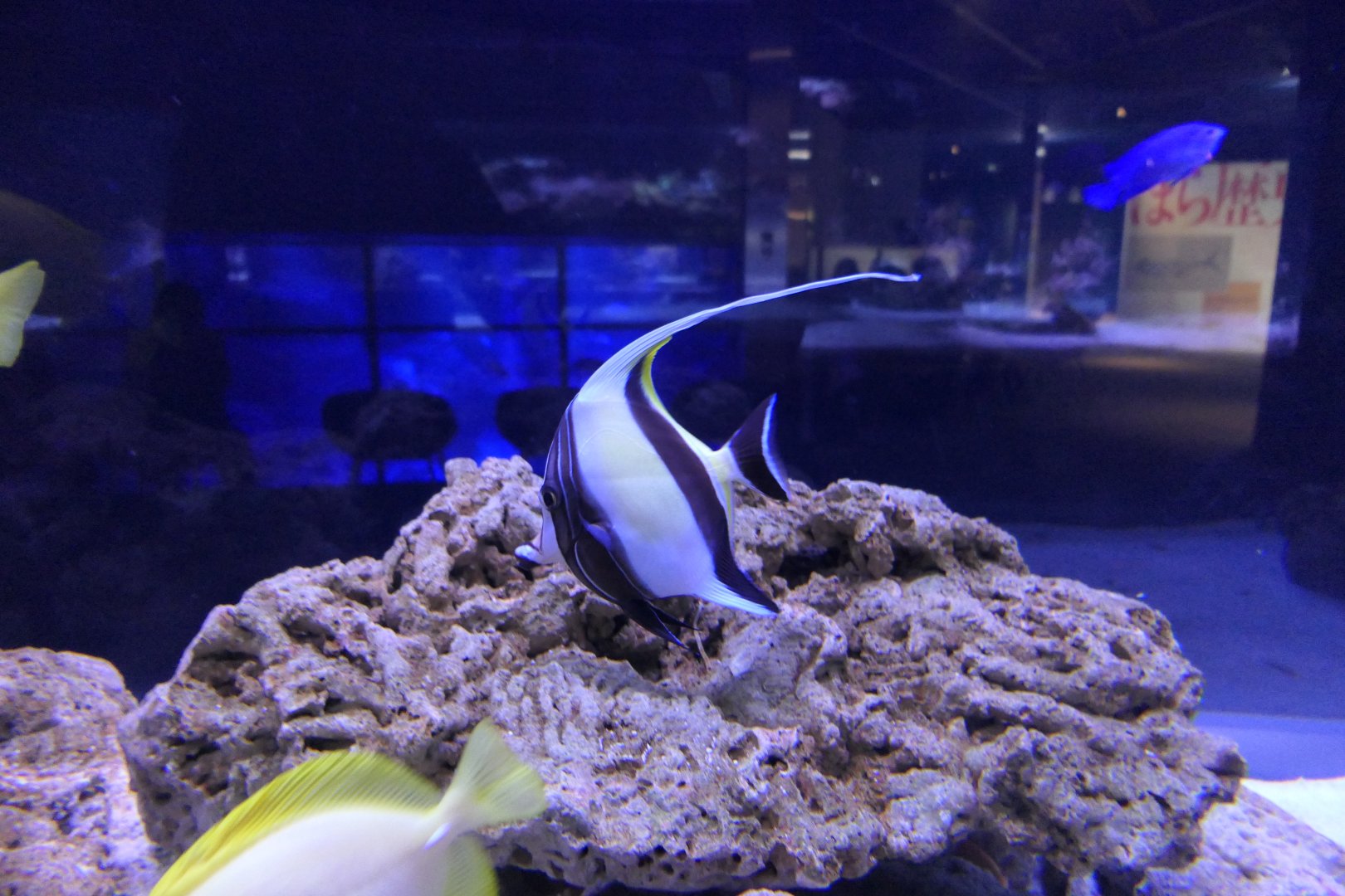 Moorish Idol (Zanclus cornutus)