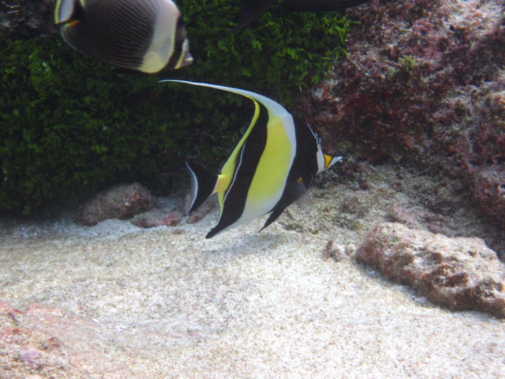 Moorish Idol