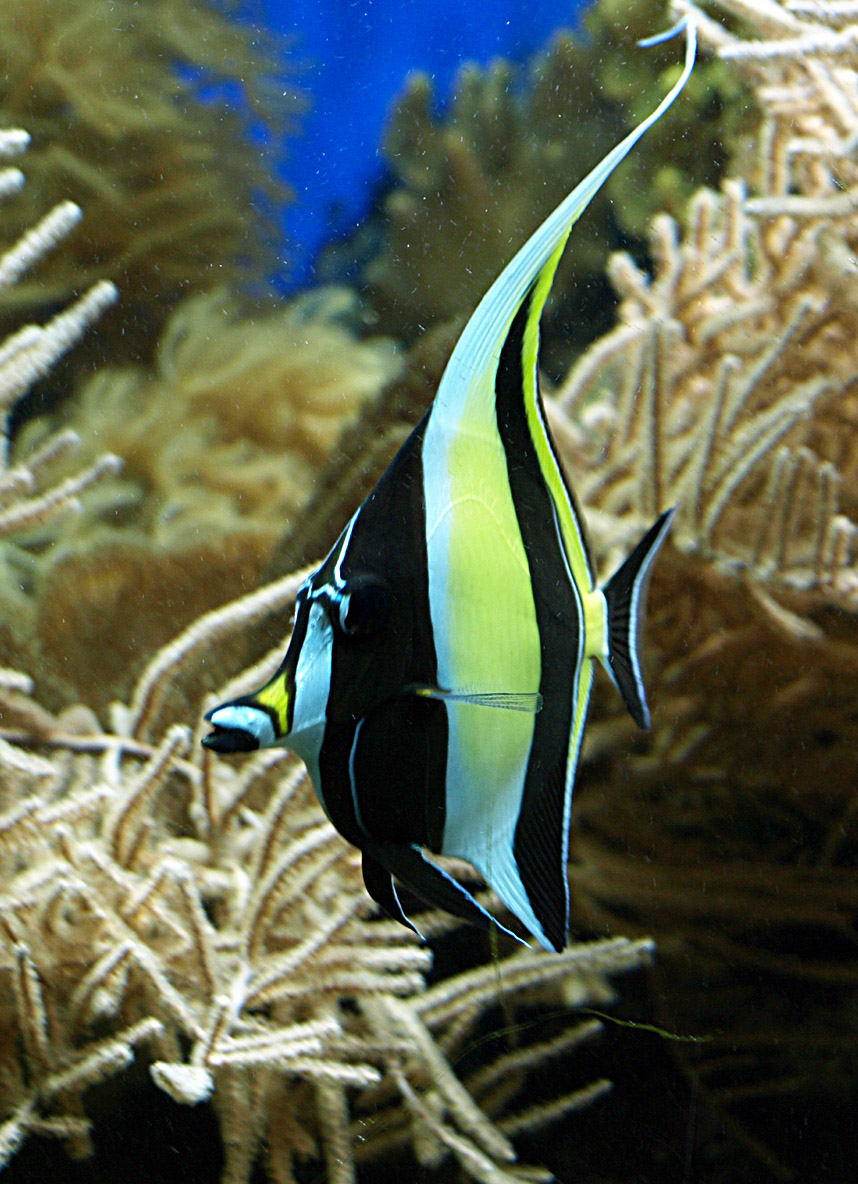 Moorish idol