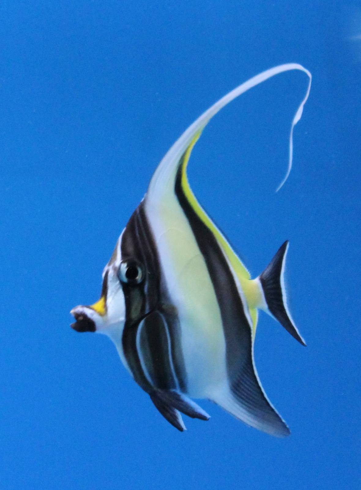 Moorish idol