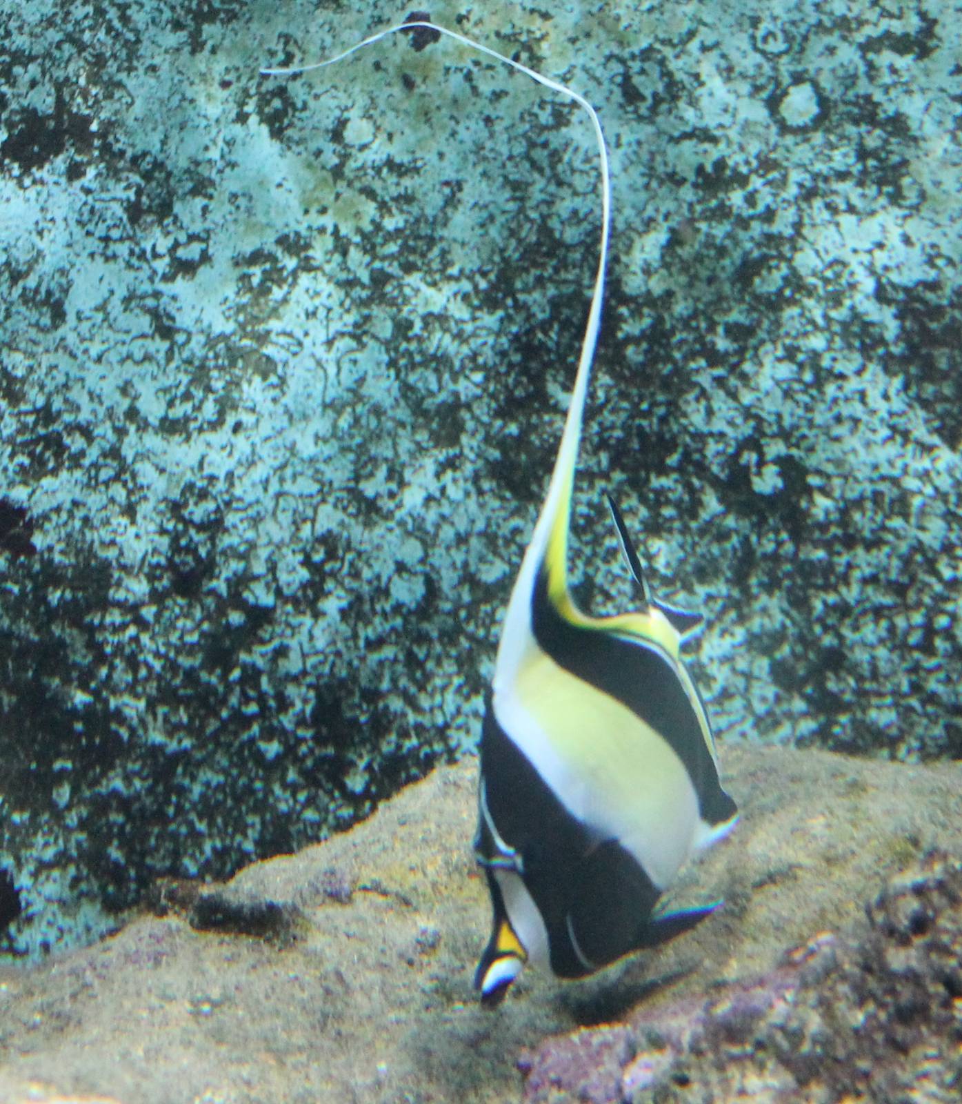 Moorish idol