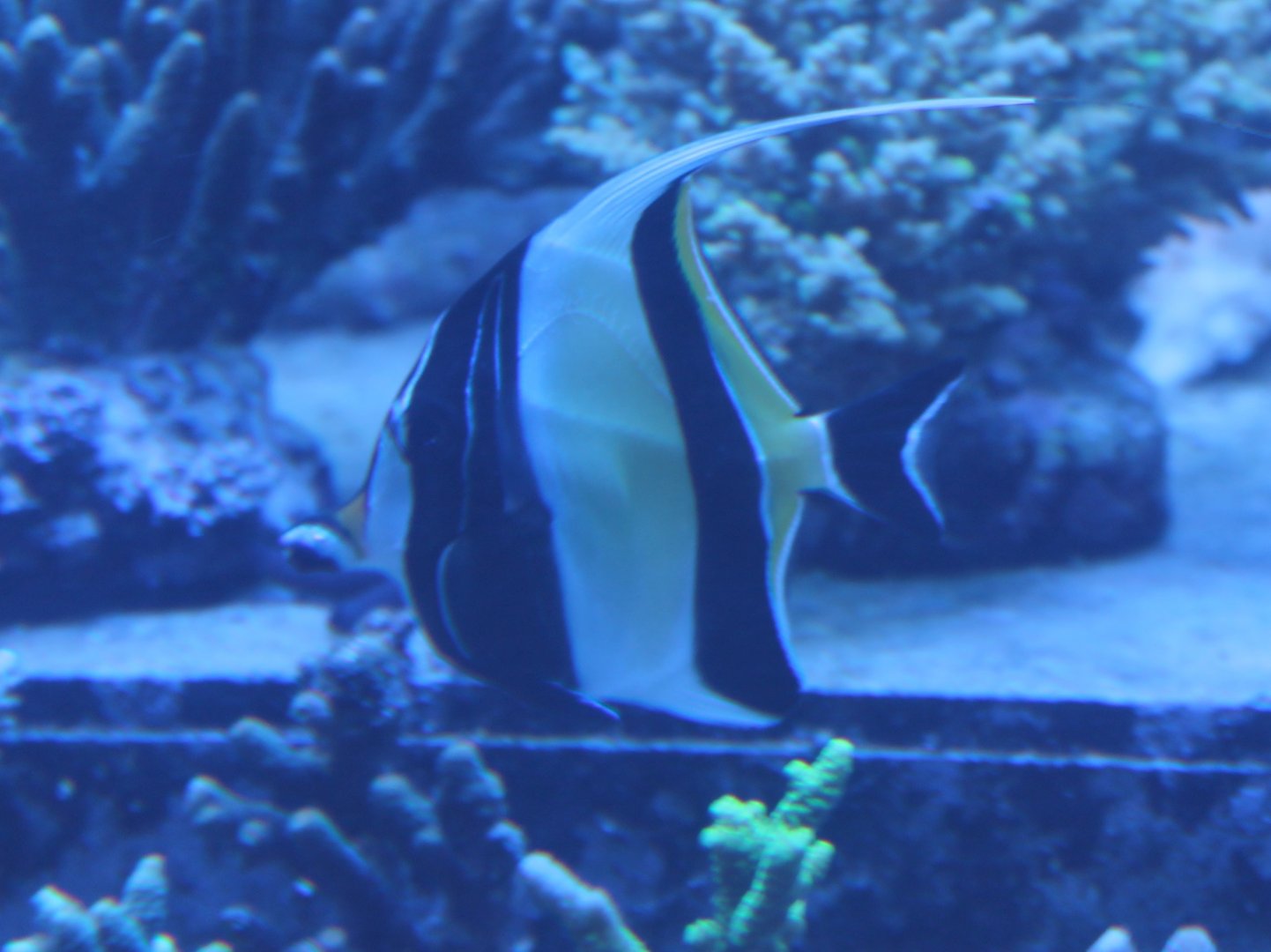 Moorish idol