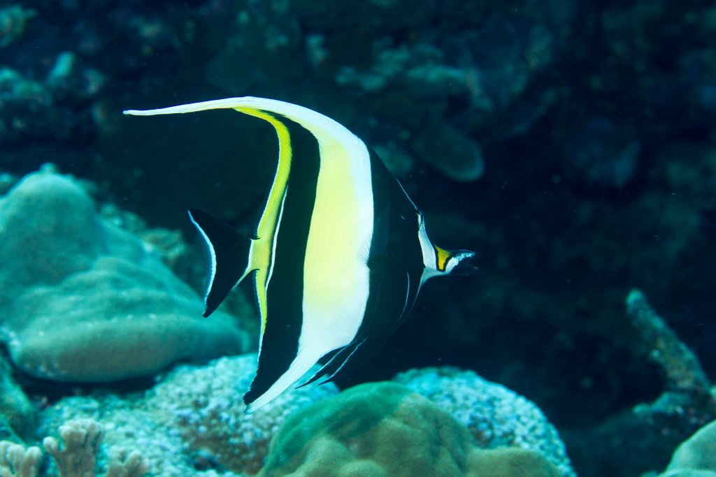 Moorish Idol